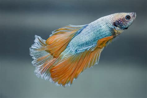 Betta Fish in the Wild: Natural Habitat and Behaviors.
